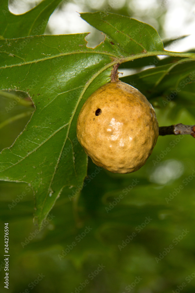 Obraz premium Oak apple gall hangs in a tree on Cape Cod.