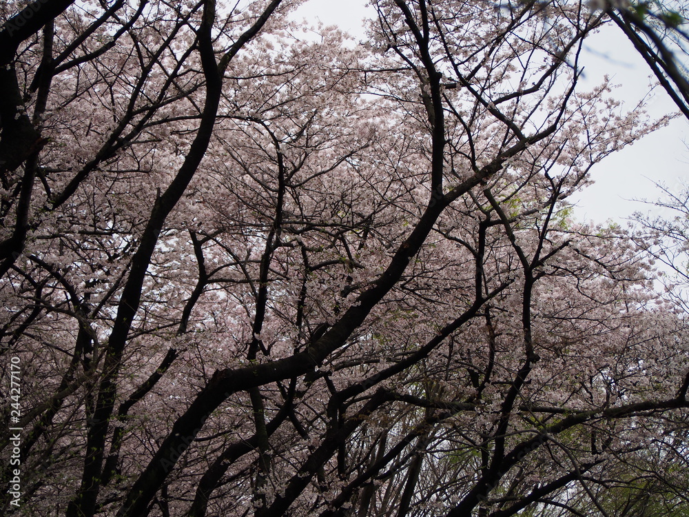 横浜 三ツ池公園 桜満開 横浜 三ツ池公園 桜満開