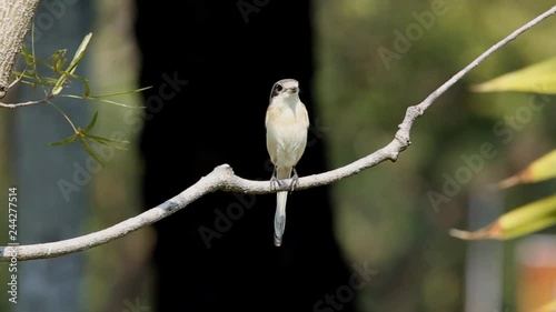 Burmese Shrike on branch tree in park. photo