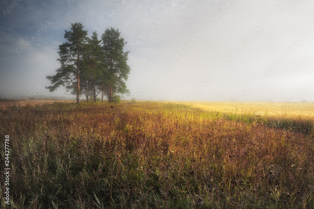 misty summer morning in the field