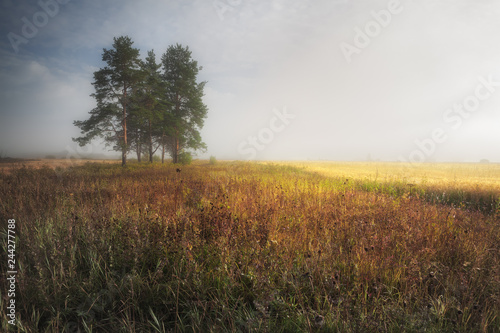 misty summer morning in the field