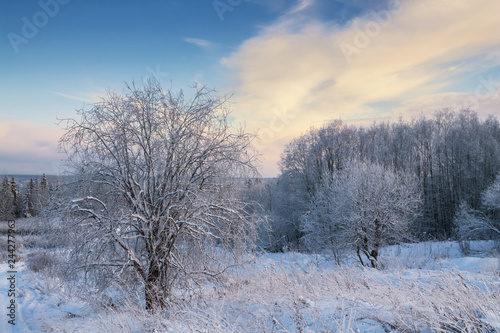 winter landscape with bushes © smolskyevgeny