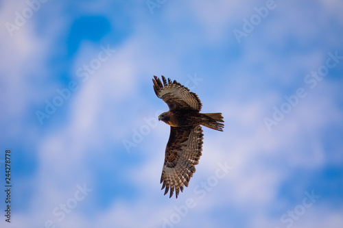 Red-tailed hawk flying in beautiful light against clouds, seen in the wild in North California