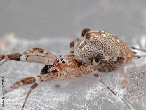 Macro Photo of Spider are on the Web Isolated on Grey Background