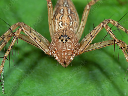 Macro Photo of Head of Spider on Green Leaf