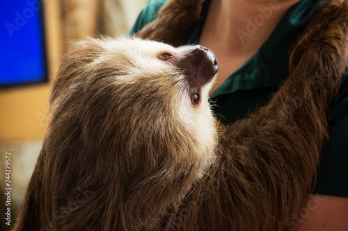 zoo keeper holding a sloth at the Naples Zoo in Florida