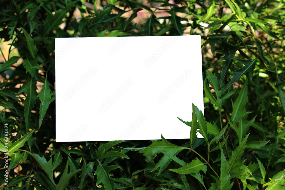 White paper placed on the green leaves with space for text. White paper placed on the green leaves with space for text.