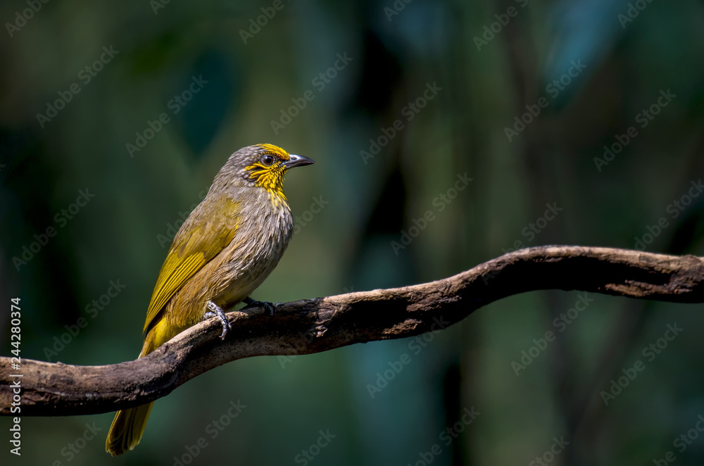 Fototapeta premium Stripe-throated Bulbul, Streak-throated Bulbul on branch in nature