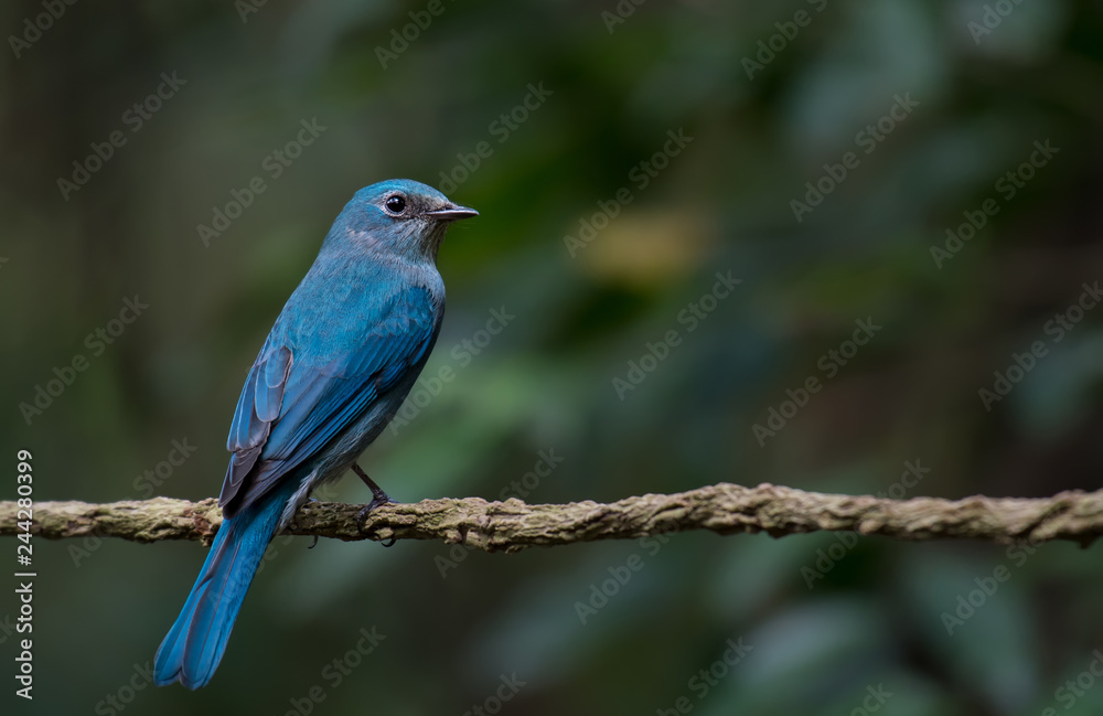 Verditer Flycatcher on branch in nature.
