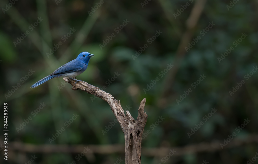 Fototapeta premium Black-naped Monarch on branch in nature.