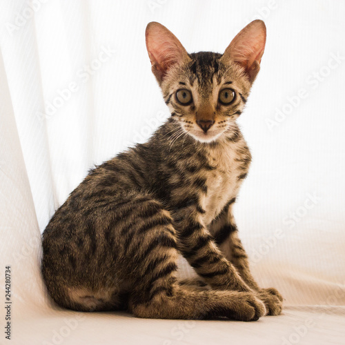 A portrait of a small tabby kitten against a white background.