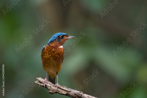 White-throated Rockthrush male on branch in nature. 