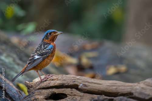 White-throated Rockthrush male on branch in nature.   © sunti