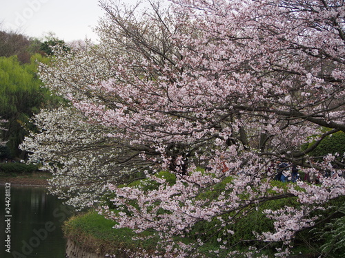 Wallpaper Mural 横浜市　三ツ池公園　桜満開 Torontodigital.ca