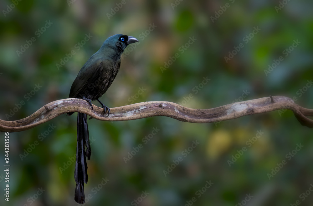Obraz premium Racket-tailed Treepie on branch in nature