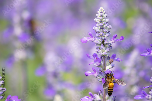 Bee on purple flowers or Lavandula angustifolia in garden