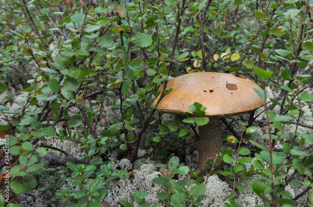 Mushroom orange-cap boletus with tsetrariya moss in the forest with grass
