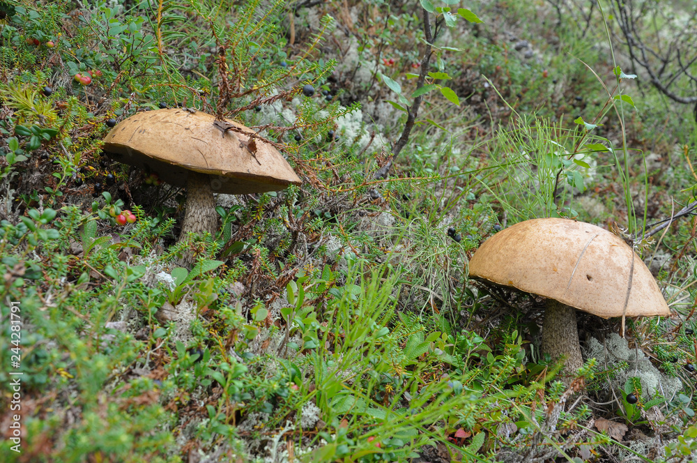 Fototapeta premium Mushroom orange-cap boletus with tsetrariya moss in the forest with grass