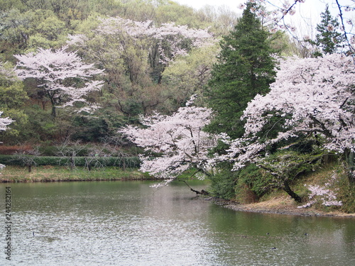 横浜　三ツ池公園　桜　満開