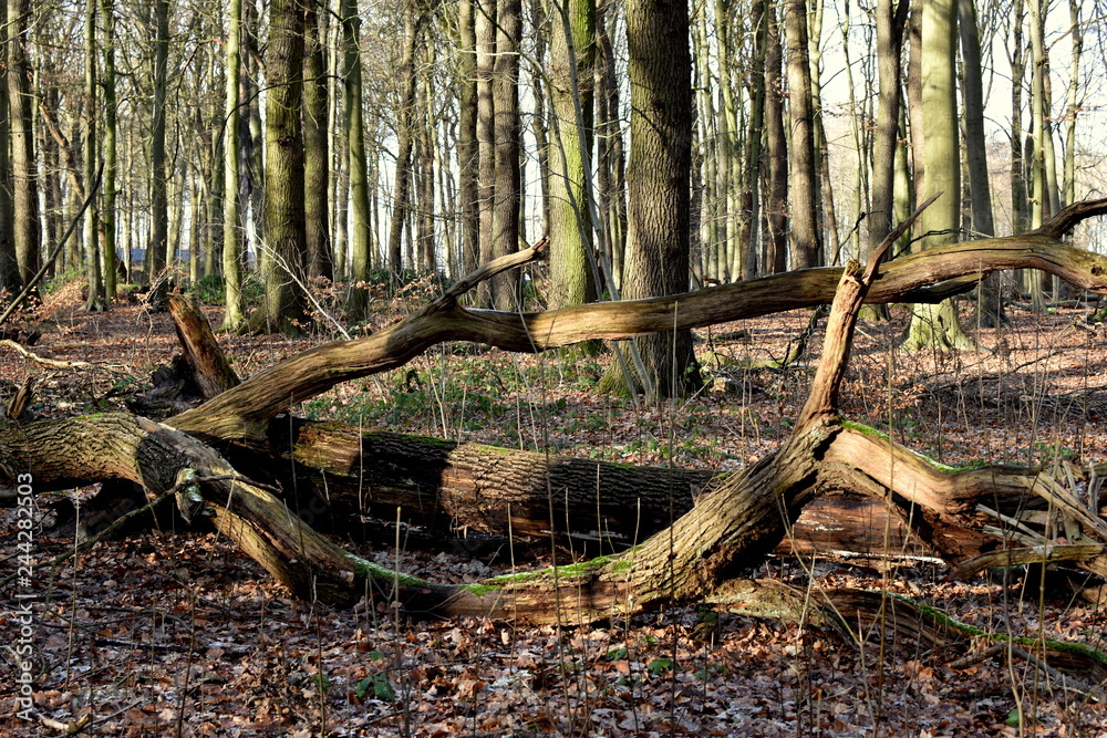 Winter forest. Small forest quiet river. Winter. Winter forest. Small forest quiet river. Winter.