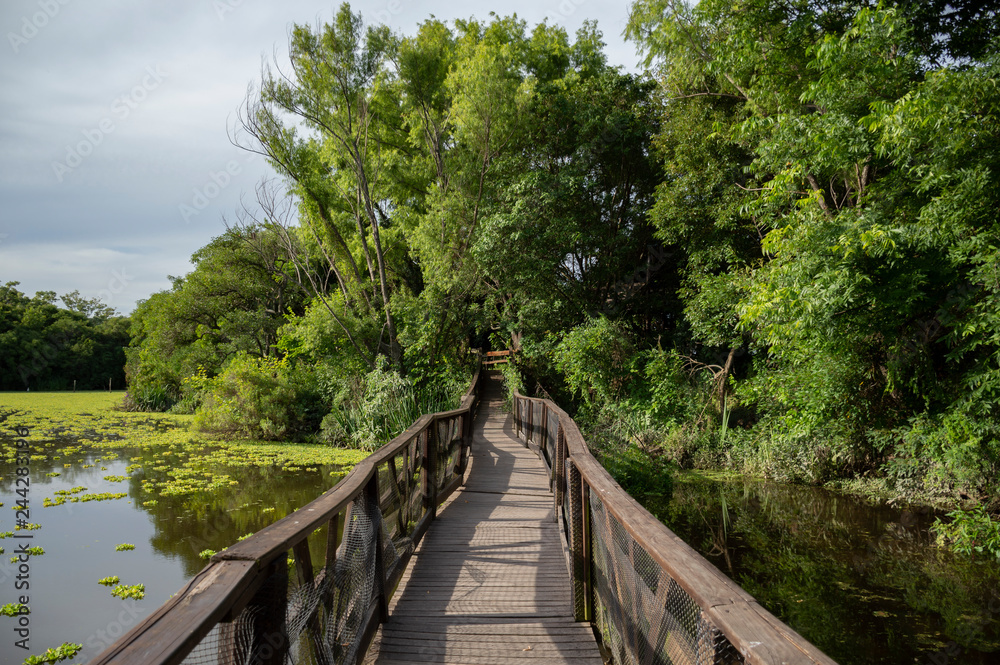 Obraz premium wooden bridge in the ecological reserve