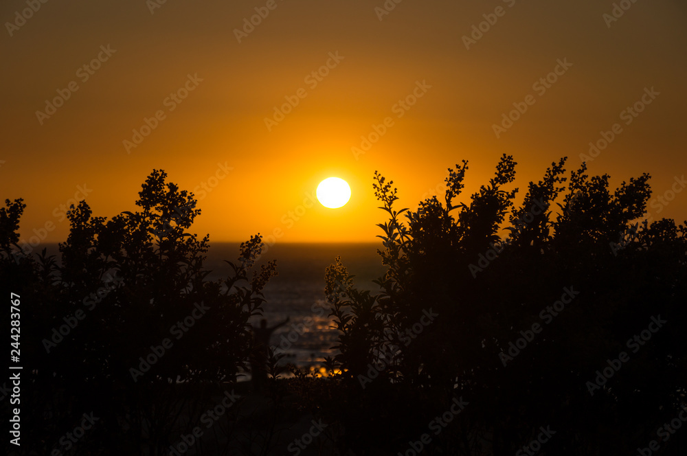 Beautiful African sunset over the ocean with silhouette of bushes.