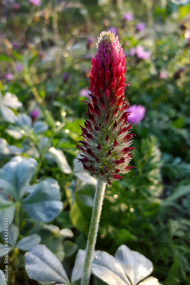 Crimson clover (Trifolium incaratum); flowering Crimson clover (Trifolium incaratum); flowering