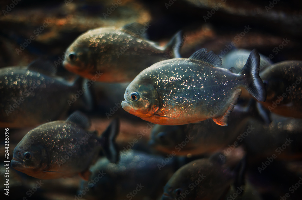 piranhas in the aquarium piranhas in the aquarium
