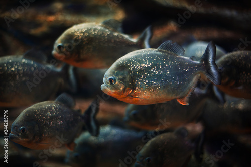 piranhas in the aquarium