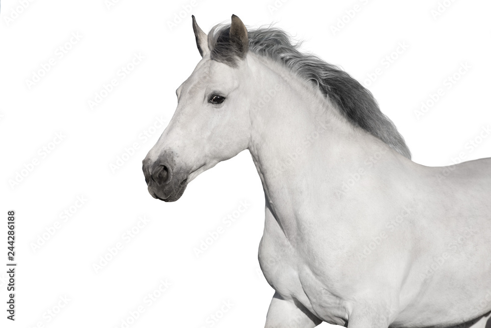 Obraz Biały koń portret na białym tle. Wysoki kluczowy obraz
