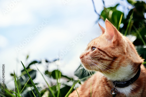 Canvas Print Gorgeous red ginger cat exploring in a garden with a blue sky in the background