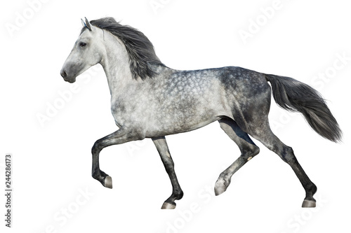 White  horse trot on white background