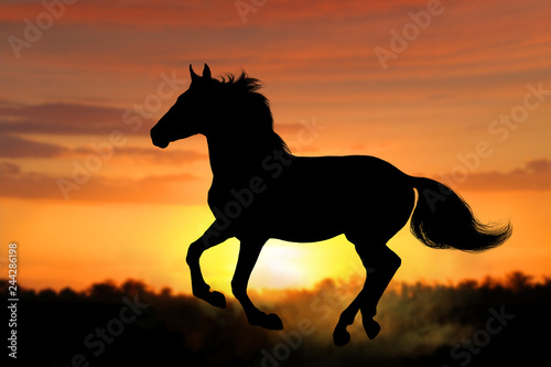Horse silhouette gallops at dawn