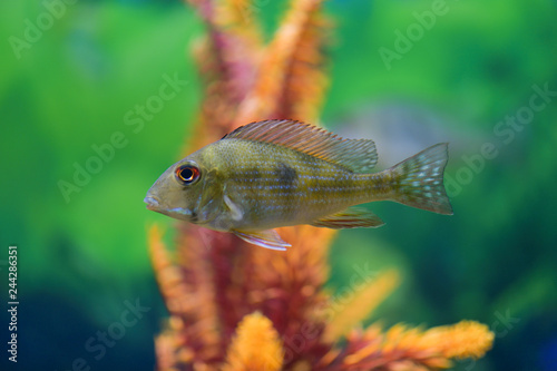 Cichlid fish in a transparent aquarium with a beautiful design