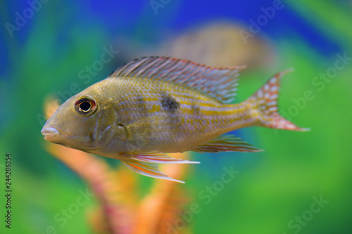 Cichlid fish in a transparent aquarium with a beautiful design