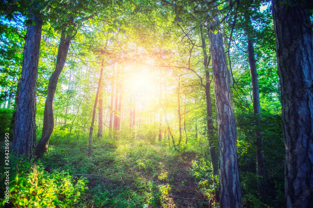 Fototapeta premium sun rays in green forest