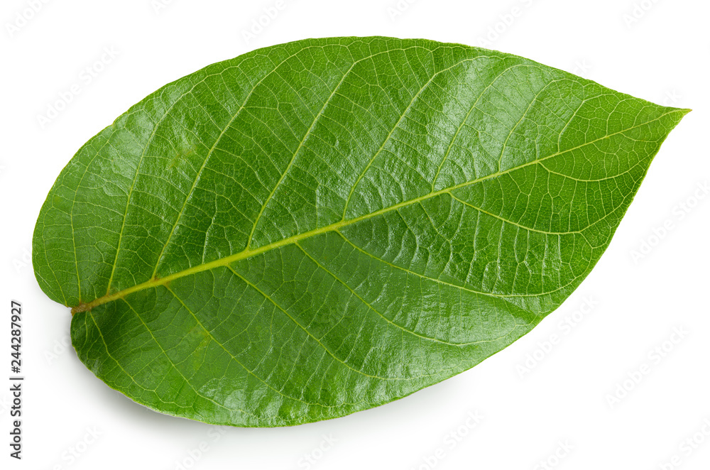Walnuts leaf isolated on white Walnuts leaf isolated on white