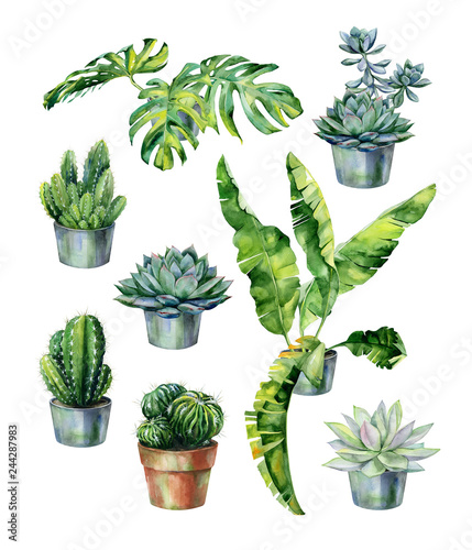 Watercolor illustration of tropical leaves, dense jungle. Cactus and succulen...