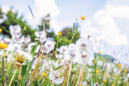 Dandelions in spring meadow, retro filter