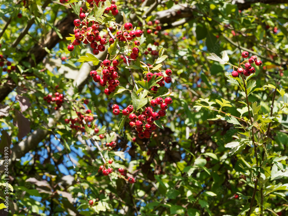 Obraz premium Crataegus monogyna - L' Aubépine monogyne ou aubépine à un style avec ses drupes rouges