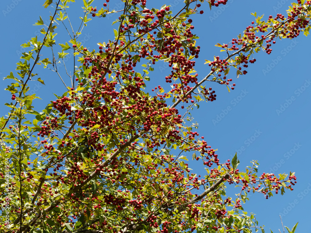 Branchages d' aubépine monogyne (Crataegus monogyna) remplis de baies ou drupes rouges sous un ciel bleu Branchages d' aubépine monogyne (Crataegus monogyna) remplis de baies ou drupes rouges sous un ciel bleu