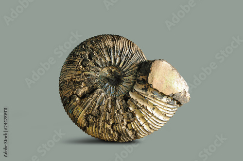 ammonite