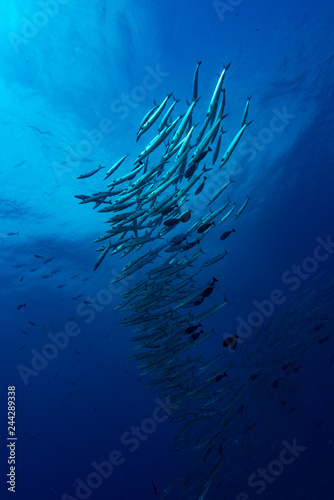 Barracuda Underwater Landscape Palau