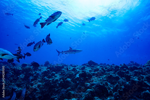 SHark Underwater Landscape Palau