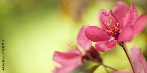 beautiful tender red sakura flowers on a branch in the spring sunny garden