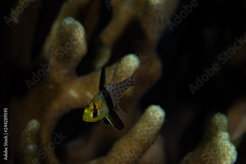 Pajama Cardinalfish Sphaeramia nematoptera photo