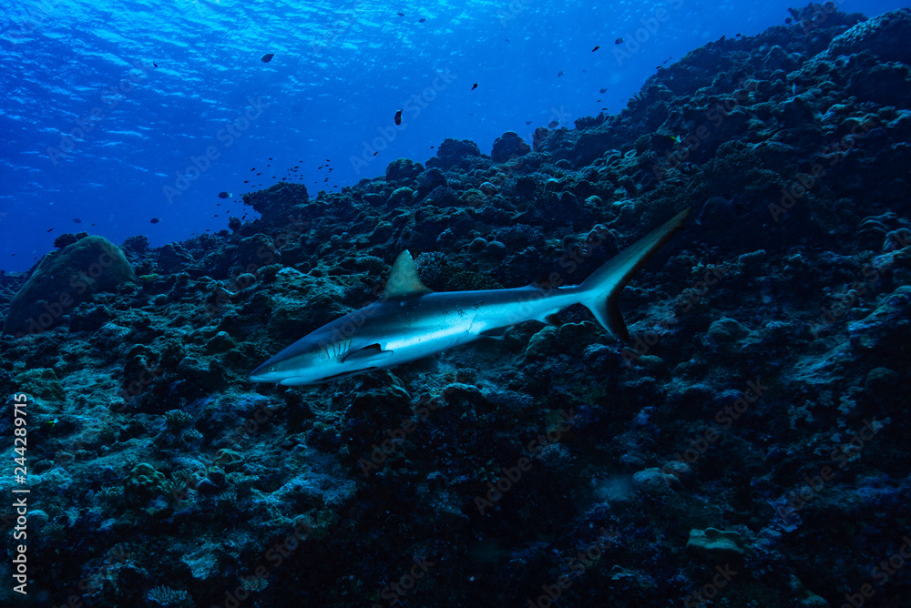 Grey Reef Shark Carcharhinus amblyrhynchos Palau Grey Reef Shark Carcharhinus amblyrhynchos Palau