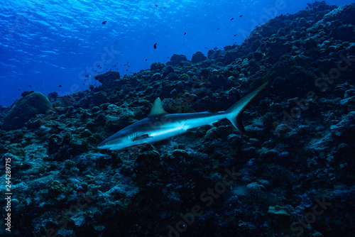 Grey Reef Shark Carcharhinus amblyrhynchos Palau