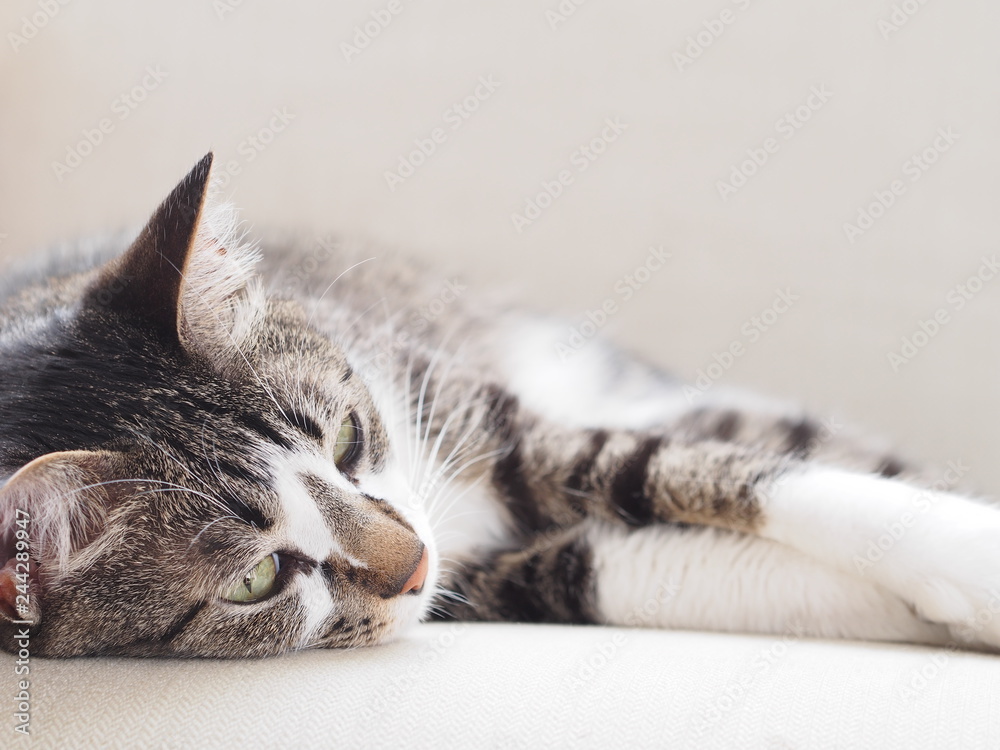Naklejka premium ソファでくつろぐ猫