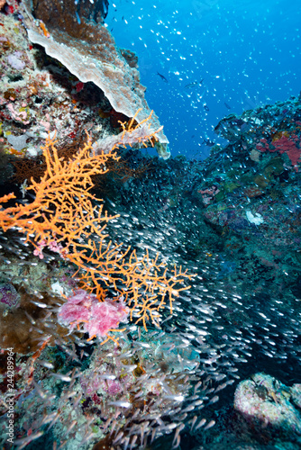 Underwater Landscape Palau